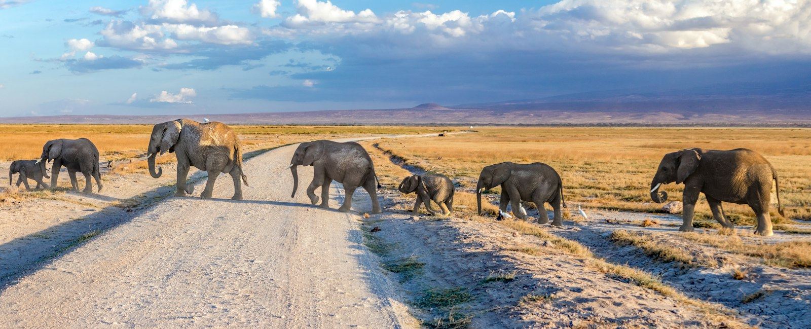 Elephant family herd with calves crossing a safari track near Kilimanjaro