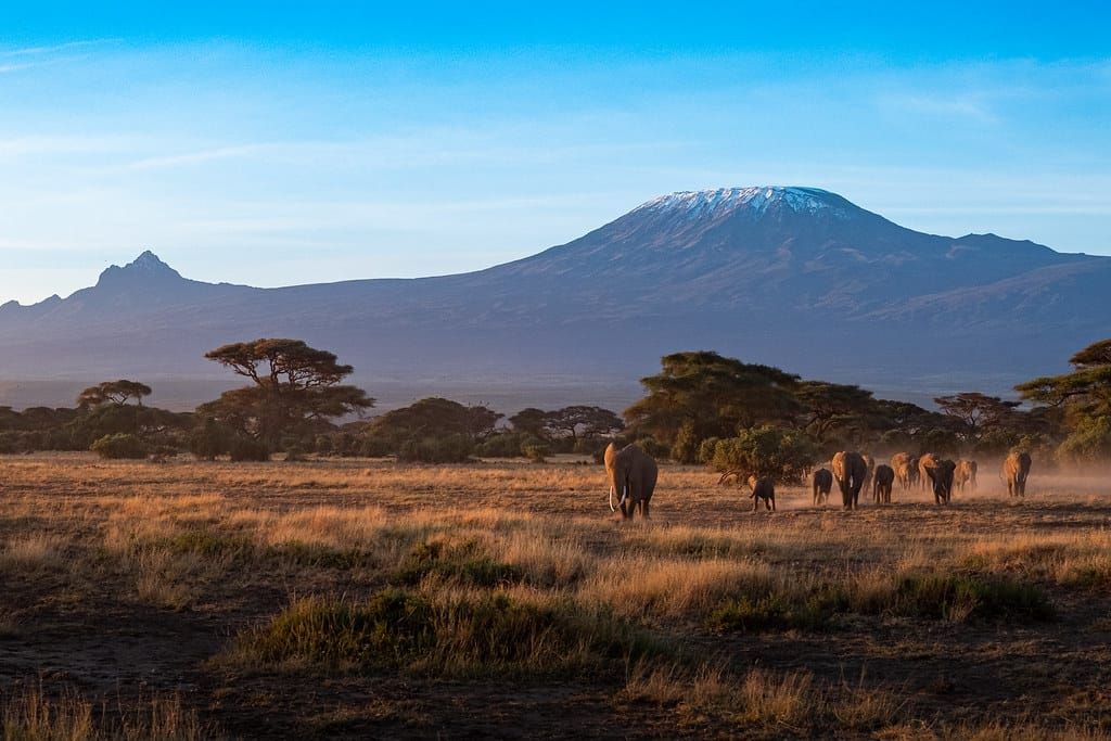 Safari values at SAFW Travel