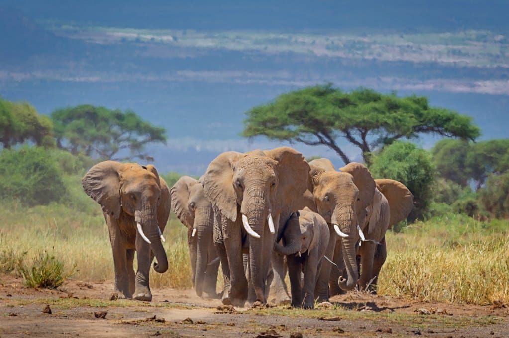 Safari values at SAFW Travel